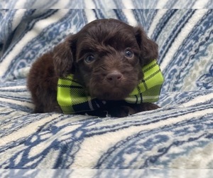 Cavalier King Charles Spaniel-Cavapoo Mix Puppy for sale in LAKELAND, FL, USA