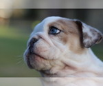 Small Photo #2 English Bulldog Puppy For Sale in STEPHENVILLE, TX, USA