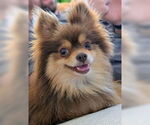 Small #1 Pomeranian
