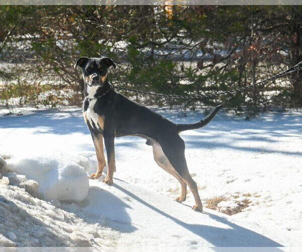 Medium Photo #3 Rottweiler-Unknown Mix Puppy For Sale in Glen Allen, VA, USA