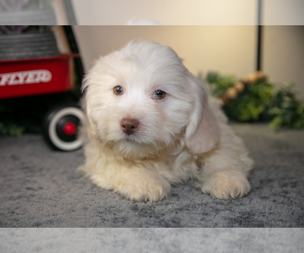 Medium Photo #2 Zuchon Puppy For Sale in SHILOH, OH, USA