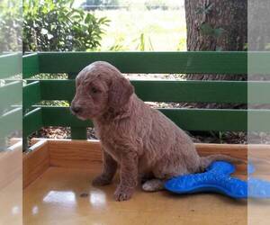 Medium Goldendoodle (Miniature)