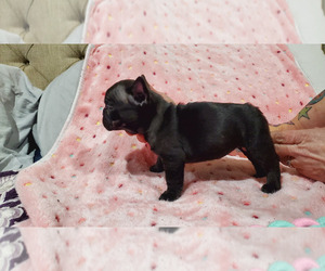French Bulldog Puppy for sale in ANACONDA, MT, USA