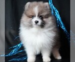 Small #6 Pomeranian