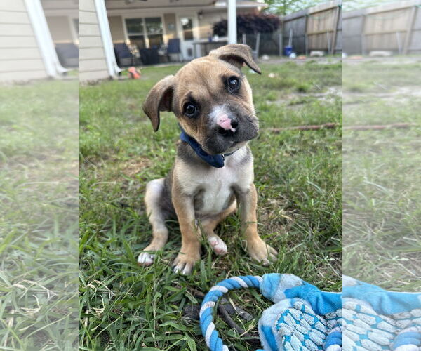 Medium Photo #3 Boxer-Unknown Mix Puppy For Sale in The Woodlands, TX, USA