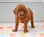 Small #3 Poodle (Miniature)