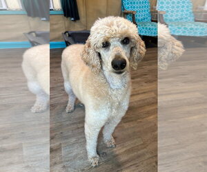 Poodle (Standard) Dogs for adoption in Pacolet, SC, USA