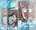Small #1 Siberian Husky