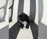 Small Photo #4 Shih Tzu Puppy For Sale in BEAVER, UT, USA