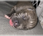 Puppy Puppy 5 American Pit Bull Terrier