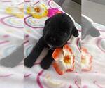 Puppy Zara Schnauzer (Miniature)