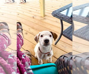 Collie Dogs for adoption in Denton, TX, USA
