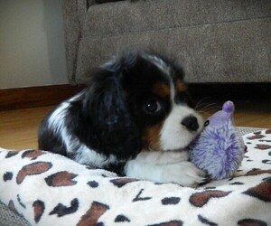 Cavalier King Charles Spaniel Litter for sale in CLARE, MI, USA