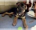 Small German Shepherd Dog Mix