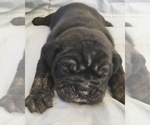 Small Photo #17 Olde English Bulldogge Puppy For Sale in POWAY, CA, USA