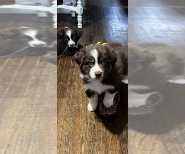 Medium Photo #3 Australian Shepherd Puppy For Sale in SPRINGVILLE, IN, USA