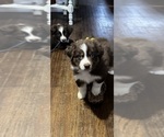 Small Photo #3 Australian Shepherd Puppy For Sale in SPRINGVILLE, IN, USA