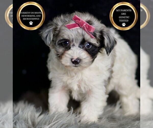 Medium Photo #70 Morkie Puppy For Sale in WARSAW, IN, USA