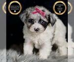 Small #1 Morkie