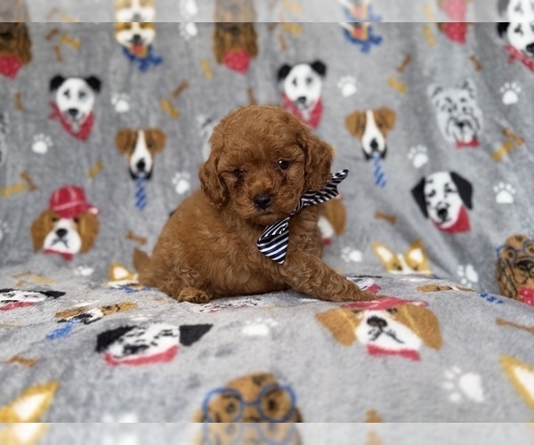 Medium Photo #7 Cavapoo (Miniature) Puppy For Sale in LAKELAND, FL, USA