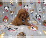 Small #6 Cavapoo (Miniature)