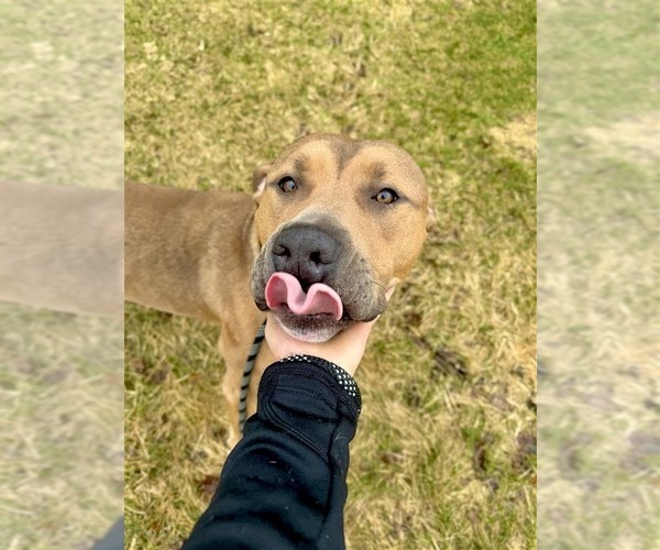 Medium Photo #30 Mutt Puppy For Sale in Gloversville, NY, USA