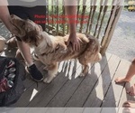 Small Photo #21 Australian Shepherd Puppy For Sale in FLEMINGSBURG, KY, USA