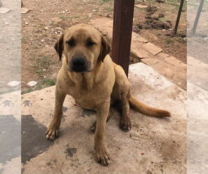 Labrador Retriever Dogs for adoption in San Antonio, TX, USA