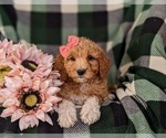 Small Photo #6 Goldendoodle Puppy For Sale in OXFORD, PA, USA