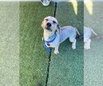 Small #2 Maltipoo