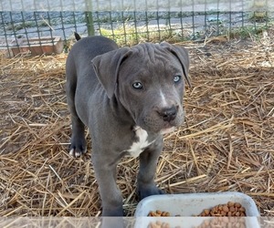 American Pit Bull Terrier Puppy for sale in DELAWARE, OH, USA