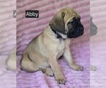 Small #2 Cane Corso