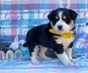 Border Collie-Unknown Mix Puppy for sale in LANCASTER, PA, USA