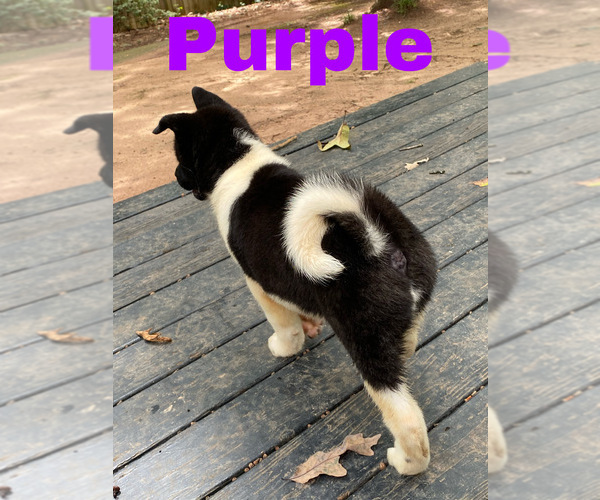 Medium Photo #16 Akita Puppy For Sale in MCDONOUGH, GA, USA