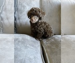 Image preview for Ad Listing. Nickname: Teacup Poodles