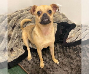 Sophie - Female Pug-Unknown Mix Dog for Adoption - Photo #2