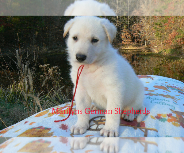 Medium Photo #1 German Shepherd Dog Puppy For Sale in PIEDMONT, MO, USA