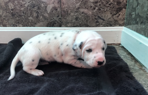 Medium Photo #1 Dalmatian Puppy For Sale in VINE GROVE, KY, USA