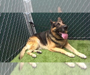 German Shepherd Dog Dogs for adoption in Downey, CA, USA