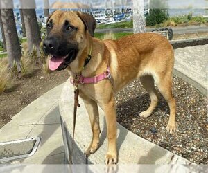 Black Mouth Cur Dogs for adoption in Alameda, CA, USA
