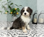 Small #1 Miniature Bernedoodle
