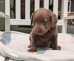 Puppy Melody Labrador Retriever