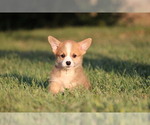 Small #4 Pembroke Welsh Corgi