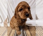 Small #10 English Cocker Spaniel