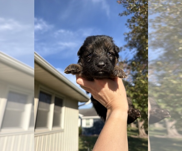 Medium Photo #3 German Shepherd Dog Puppy For Sale in MARSHALL, MO, USA