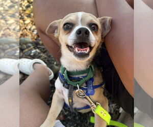Chihuahua-Unknown Mix Dogs for adoption in Bellevue, WA, USA