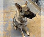 Small #1 German Shepherd Dog