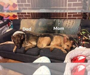 Father of the German Shepherd Dog puppies born on 03/12/2020