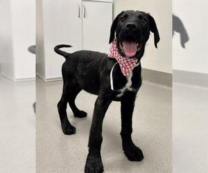 Great Dane-Unknown Mix Dogs for adoption in San Francisco, CA, USA