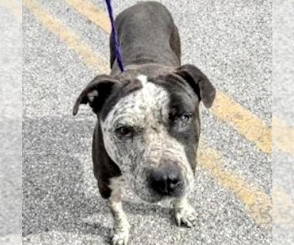 Medium Photo #2 Mutt Puppy For Sale in Houston, TX, USA